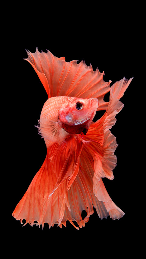 The moving moment beautiful of siam betta fish in thailand screenshot