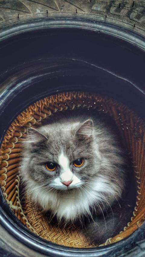 Macro  (11) screenshot