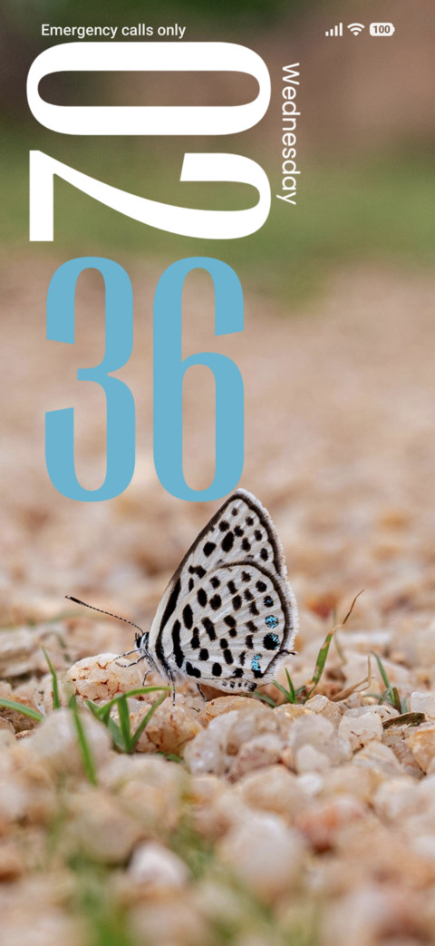 Colorful Butterfly screenshot