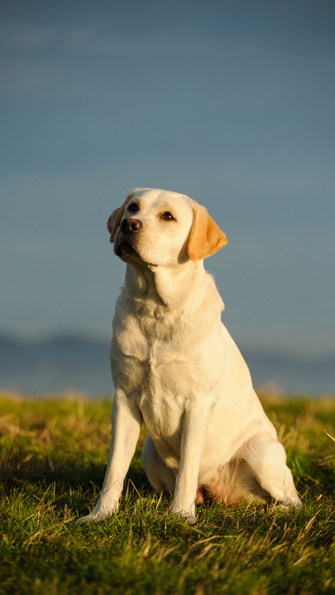 Cute Dog Sitting on The Grass Outdoors screenshot