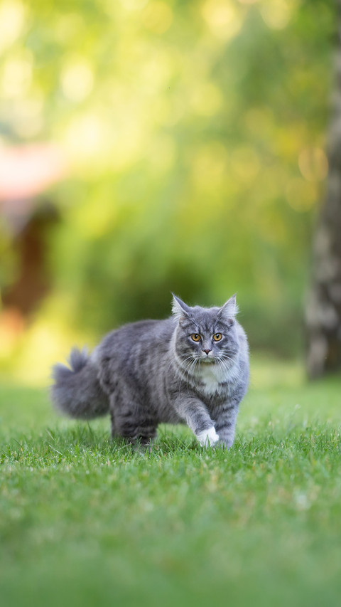 Cat with White Paws and Fluffy Tail Walking on the Lawn screenshot