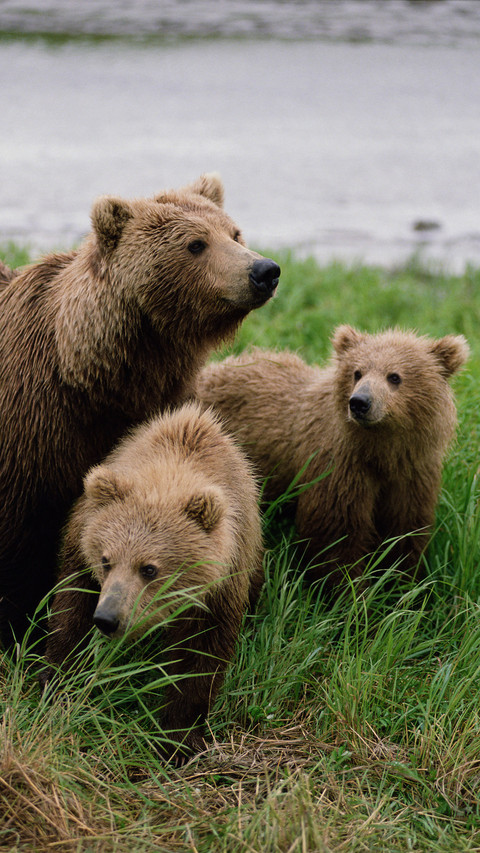 Brown bear ursos arctos mother with cubs near river screenshot