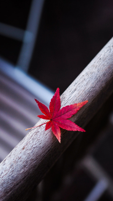 One Leaf of Red Japanese Maple on the Chair Board screenshot