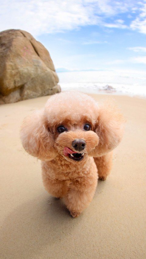 Poodles playing by the seaside screenshot