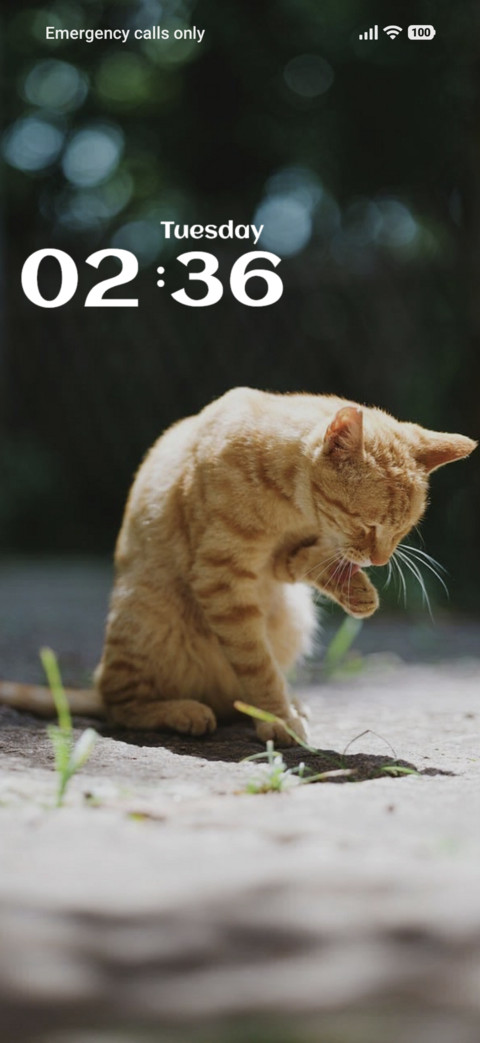 Cat Look screenshot