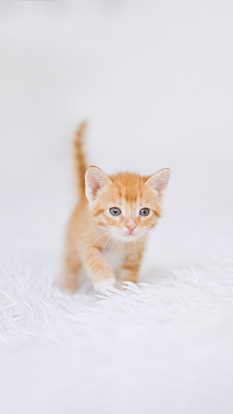 Little kitten two months old on a white blanket screenshot