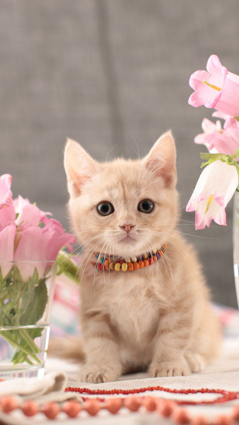 A fringed mankikan kitten screenshot