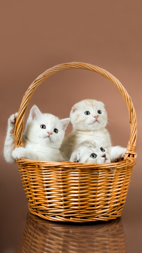 Cute cat-01 screenshot