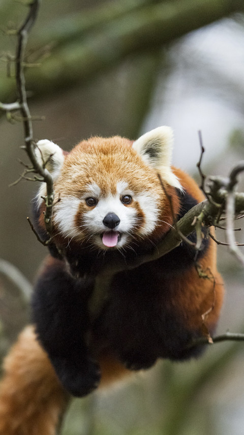 Lovely Red Panda in Tree screenshot