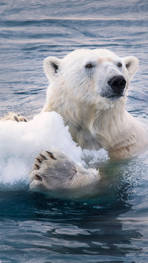Polar bears under melting glaciers screenshot