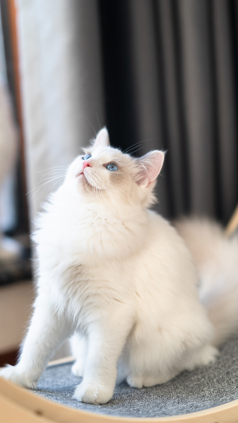 A baby ragdoll cat indoors screenshot