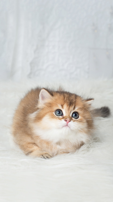 Adorable British Shorthair kitten screenshot