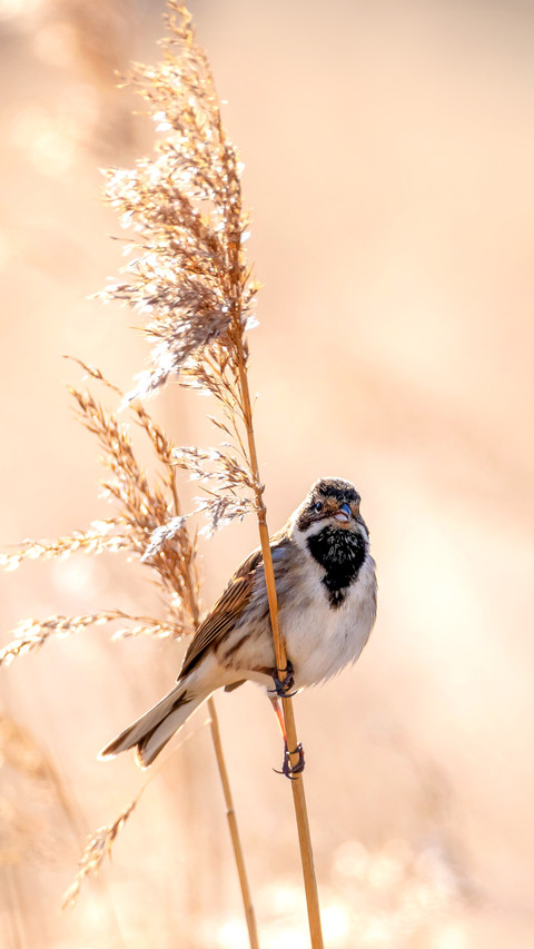 A common reed bunting Emberiza schoeniclus sings a song screenshot