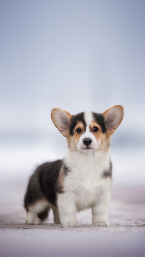 A Cute Puppy Standing On Snow-Covered Tiles screenshot