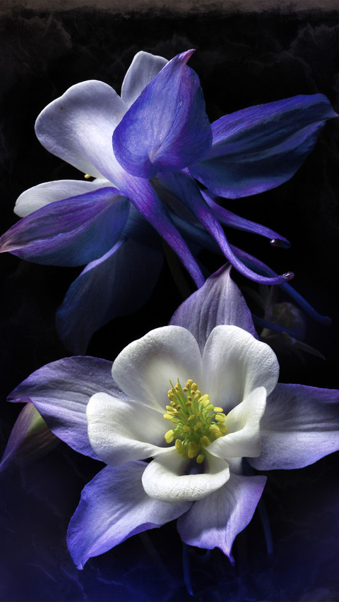 Foreign flowers that everyone strives to raise 9 screenshot