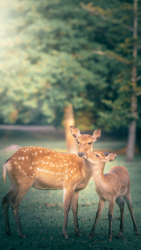 Want to see Nara Deer 12 screenshot