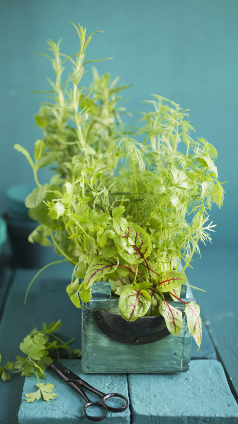 可以做天然香料的植物 screenshot