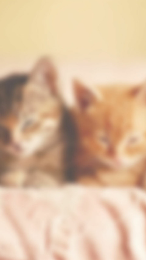 猫之物语喜猫 screenshot