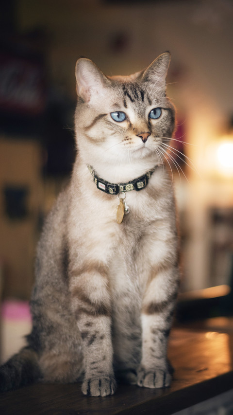傲娇的猫主子 screenshot
