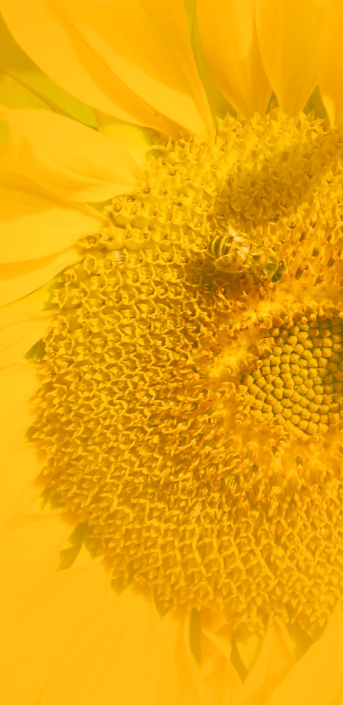 Wallpaper Girassol 2 screenshot