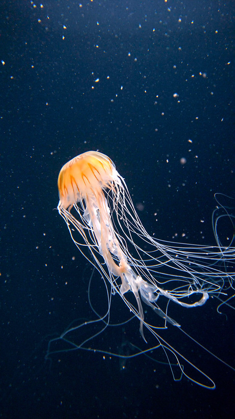 The secret of jellyfish tentacle regeneration screenshot