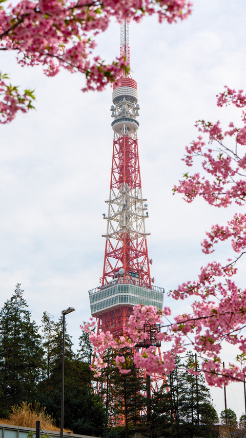 Tokyo tower under the cherry blossoms screenshot