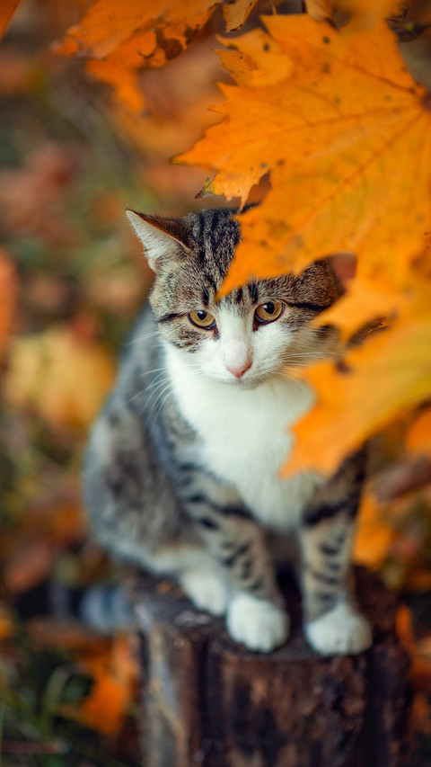 Photo of a striped brown cat in yellow maple leaves screenshot
