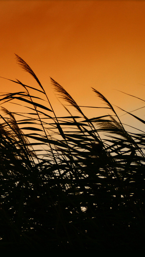 Reed shore screenshot