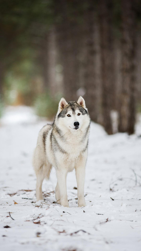 Dog341 screenshot