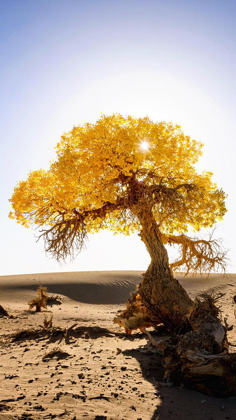 Autumn Populus euphratica forest screenshot