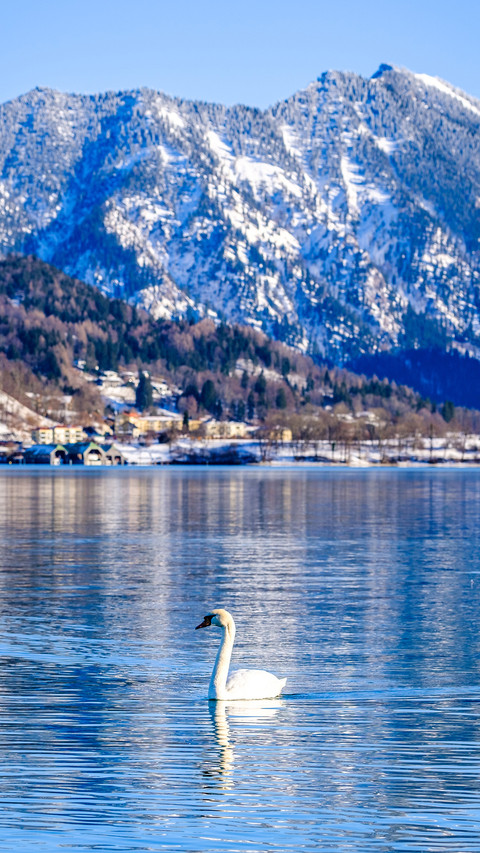 Swan Swimming on The Blue Lake screenshot
