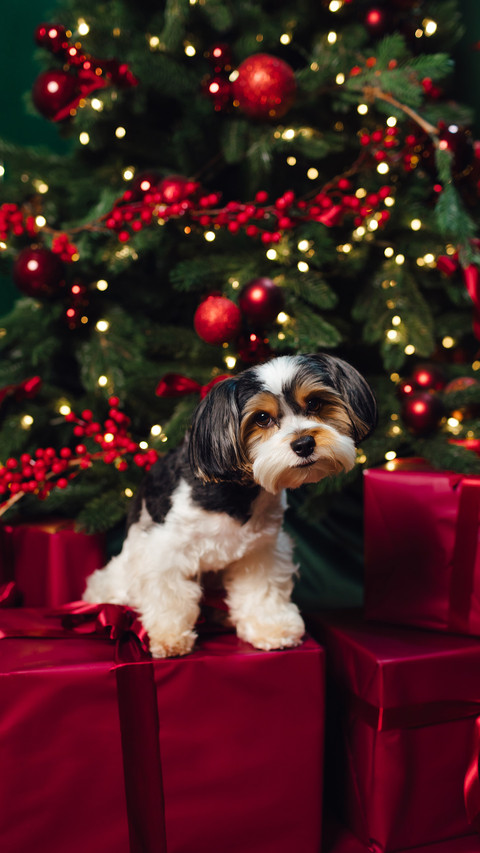 Sit beside the christmas tree screenshot