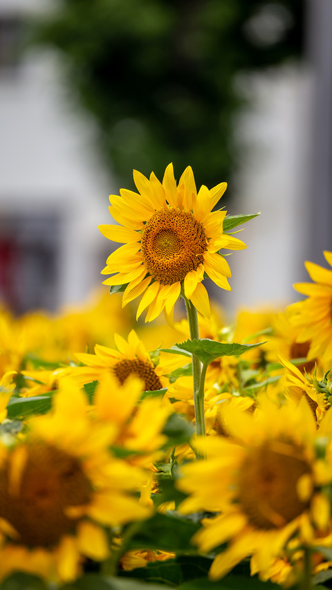 Flower screenshot