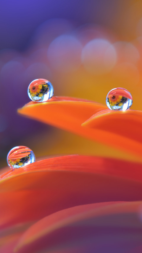 Can you take macro photography 7 screenshot