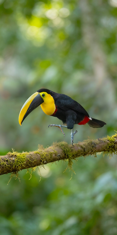 Toucans do not rely on their appearance screenshot