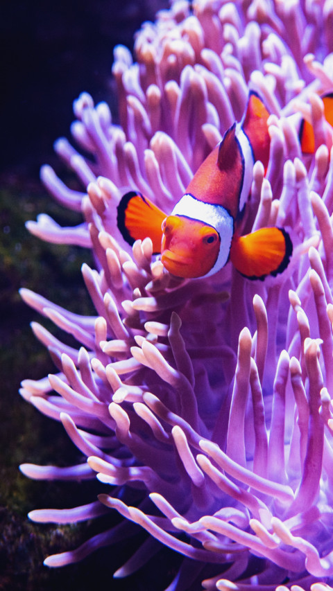 Marine Life screenshot