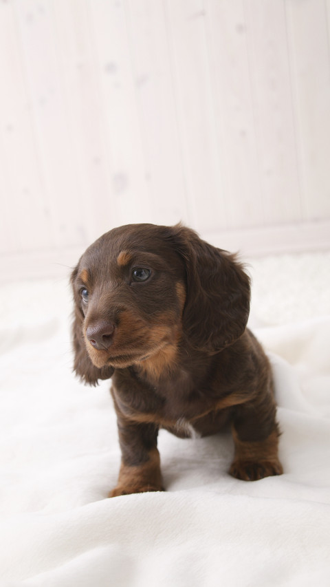 Miniature dachshund studio shot screenshot