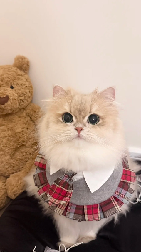 猫咪总眯眼是困了吗 screenshot