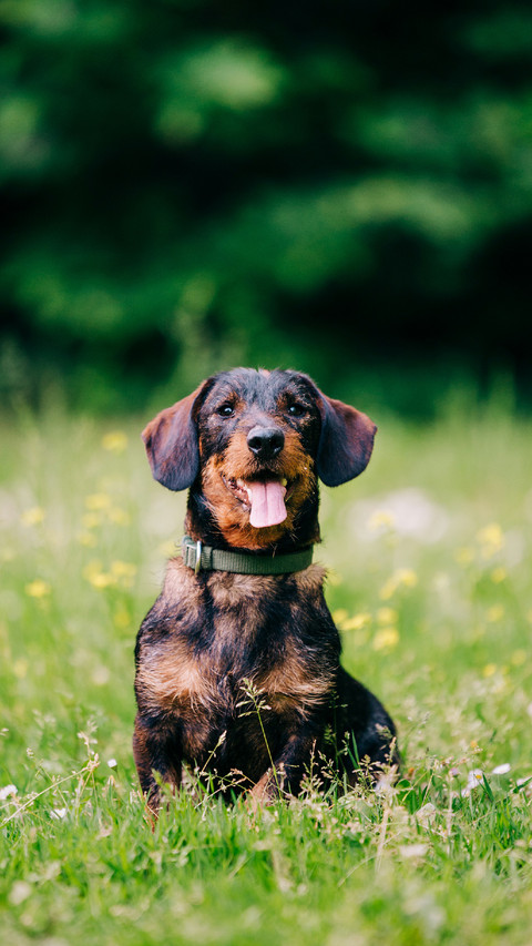 A Cute Dog Sitting on The Grass screenshot