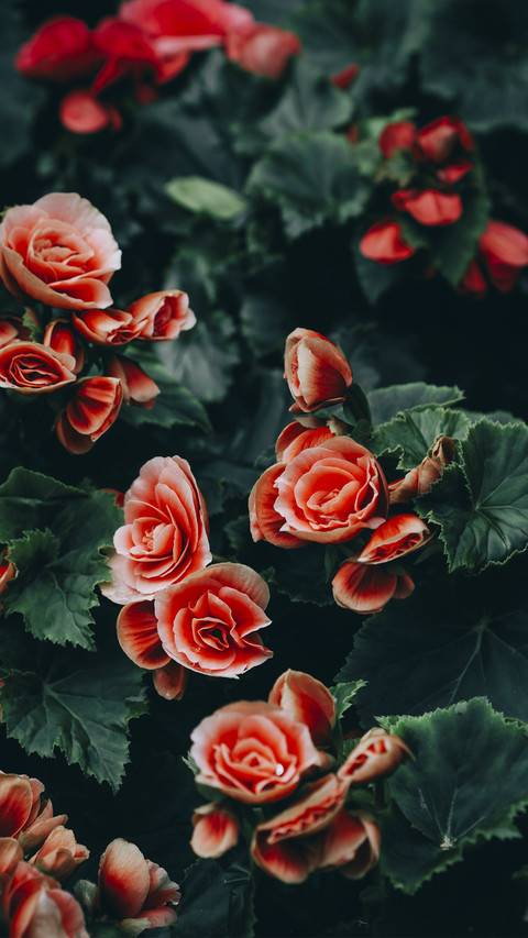 Beautiful Begonia screenshot