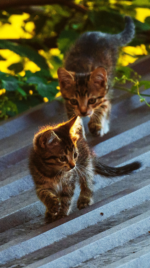 The kitten on the roof screenshot
