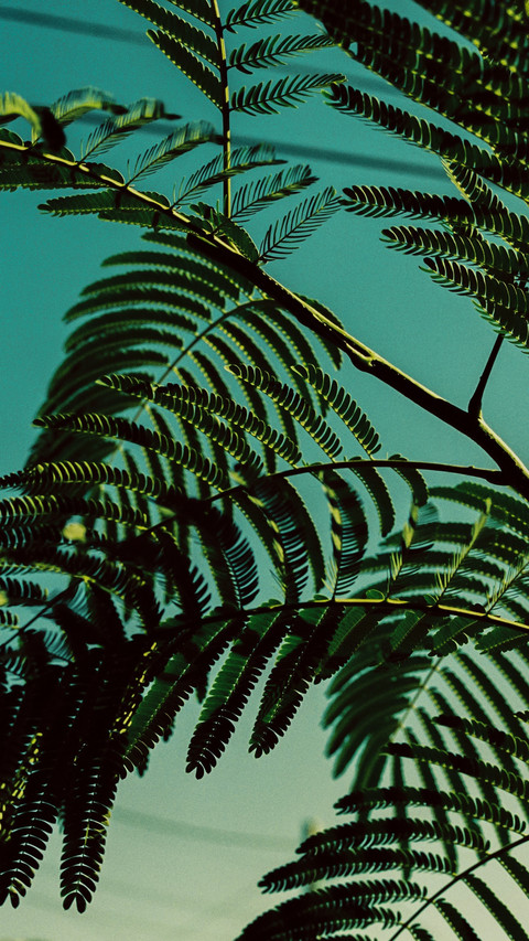 植物肖像 screenshot