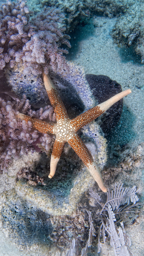 Strange marine echinoderms 17 screenshot