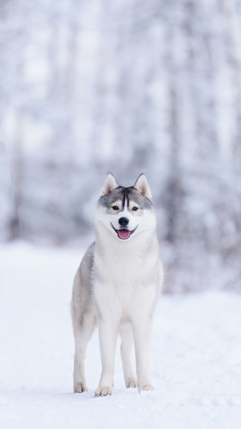 A Siberian Husky Dog  Standing on The Snow screenshot