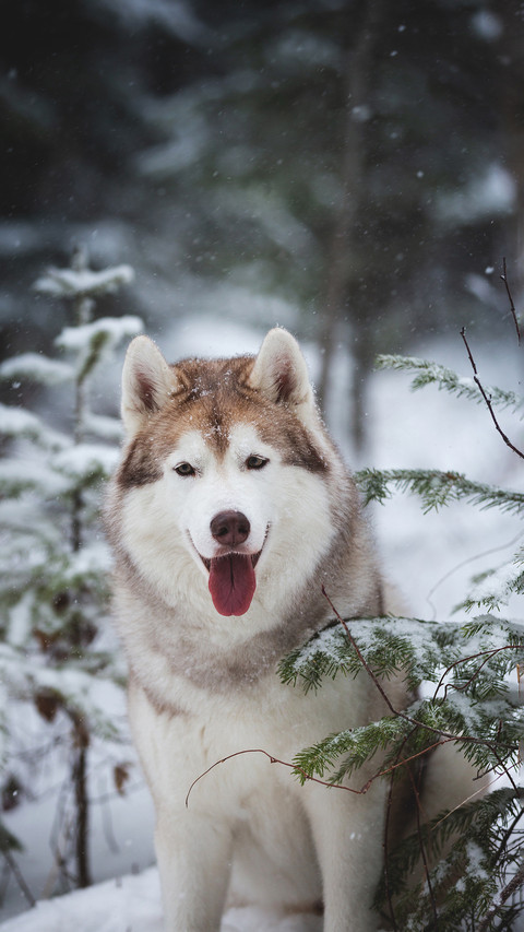 Dog screenshot