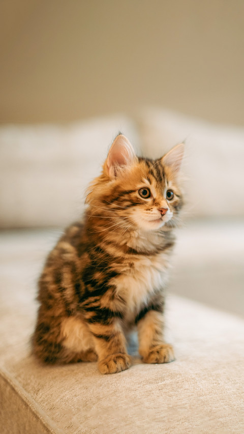 The kitten of the striped Kuril bobtail sits on a sofa screenshot