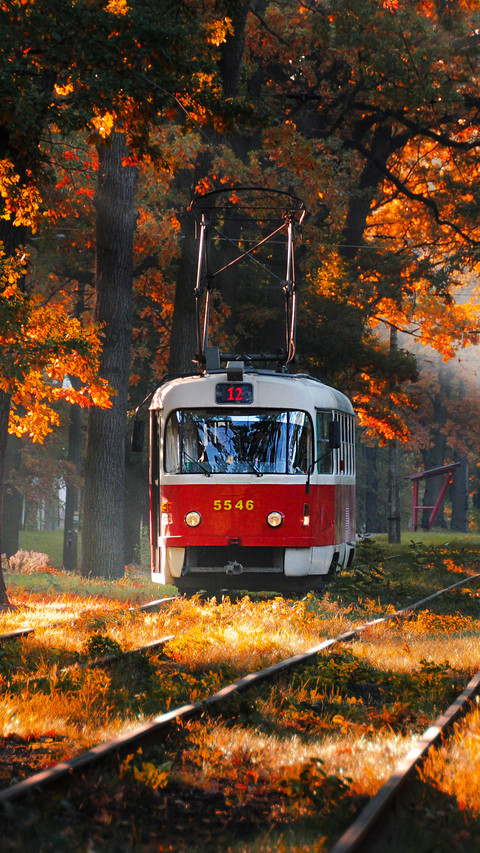 Tram drives through the forest screenshot