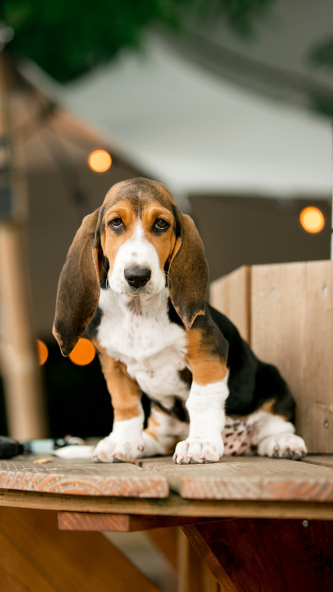 Happy Basset hound dog puppey standing on wood screenshot