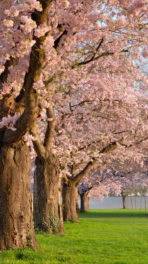 Cherry blossoms in splendor screenshot