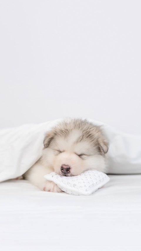 Alaskan Malamute Puppy Sleeps screenshot